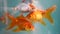 Goldfish an ornamental fish inside the aquarium tank.