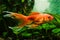 Goldfish pet, artificial aqua trade breed of wild Carassius auratus carp, Chinese national symbol ornamental fish