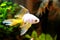 Goldfish picture. Lonely small Japanese fish swims in an aquarium, close up. Beautiful Golden fish in a freshwater aquarium.