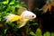 Goldfish picture. Lonely small Japanese fish swims in an aquarium, close up. Beautiful Golden fish in a freshwater aquarium.