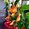 Goldfish plant