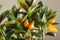 Goldfish plant on beige background  closeup. Home decor