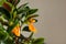 Goldfish plant on beige background, closeup. Space for text