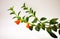 Goldfish Plant Branch with Flowers