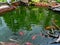 goldfish pond in the garden