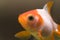 Goldfish portrait 02