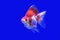 Goldfish Ryukin fancy colors in the tank