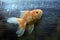 Goldfish in the scratches mirror surface of fish tank dirty concept is scratches of fish tank dirty aquarium mirror, goldfish in