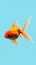 A Goldfish Swimming in Blue Water