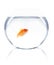 Goldfish swimming in bowl