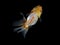 Goldfish swimming on a dark background isolate