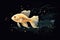 A goldfish swimming in the dark water. Contaminated water, radioactive fish.