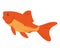 goldfish swimming vector