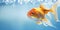 Goldfish swimming in the water, close up view, copy space