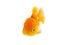 Goldfish swimming on white background ,Gold fish,Decorative aquarium fish,Gold fish. Isolation on the white