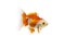 Goldfish swimming on white background ,Gold fish,Decorative aquarium fish,Gold fish. Isolation on the white