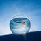 A goldfish swims in a round aquarium against a blue sky.