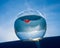 A goldfish swims in a round aquarium against a blue sky.