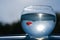 A goldfish swims in a round aquarium against a blue sky and green trees.