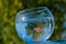 A goldfish swims in a round aquarium against a blue sky and green trees.