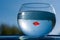 A goldfish swims in a round aquarium against a blue sky and green trees.