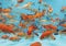 Goldfish tank aquarium background