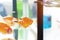 Goldfish in tank near test tube in aquarium research.