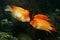 Goldfishes