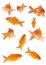 Goldfishes