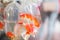 Goldfishes and different fishes for aquarium in plastic bags hanged on the wall in a pet shop selling in Hong Kong