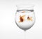 Goldfishes in a glass