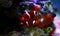 Goldflake Maroon Clownfish - Premnas biaculeatus