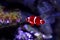 Goldflake Maroon Clownfish - Premnas biaculeatus