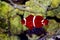 Goldflake Maroon Clownfish - Premnas biaculeatus