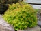 Goldflame Spirea Landscaping Shrub