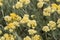 Goldilocks Helichrysum stoechas, medicinal plant with yellow inflorescence