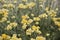 Goldilocks Helichrysum stoechas, yellow flowers and buds