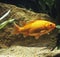 Goldish, carassius auratus, Aquarium Fishes