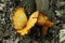 Goldlen Butterfly Mushroom