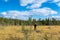 Goldminer and geologist man looking at boggy plot of land in forest