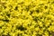 Goldmoss stonecrop background