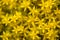 Goldmoss Stonecrop - Flower Close-up