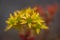 Goldmoss Stonecrop - Flower Close-up - Jelly Bean Plant