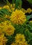 Goldquelle Coneflower, Tall late summer perennial herb with deeply cut leaves and bright yellow double flower heads on sturdy