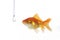 Golds fish and empty hook