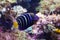 Goldtail angelfish Pomacanthus chrysurus close-up. Exotic sea fish