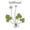 Goldthread Coptis chinensis , or canker root, medicinal plant