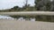 Goleta Slough and Sand Pedro Creek, Santa Barbara, California