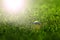 Golf Ball on Fairway in golden summer morning sunlight