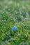 Golf Ball in Grasses with Dew Drops in Morning
